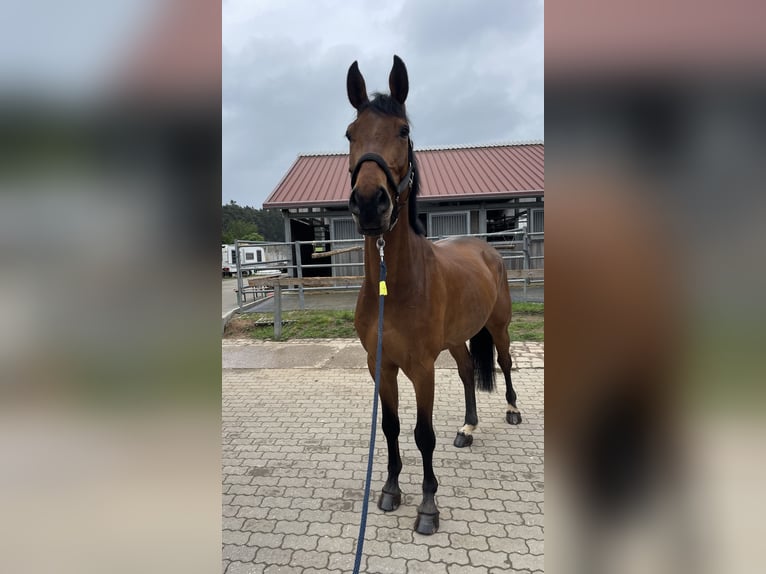 Oldenburger Springpferd Wallach 5 Jahre 174 cm Brauner in Schwabach