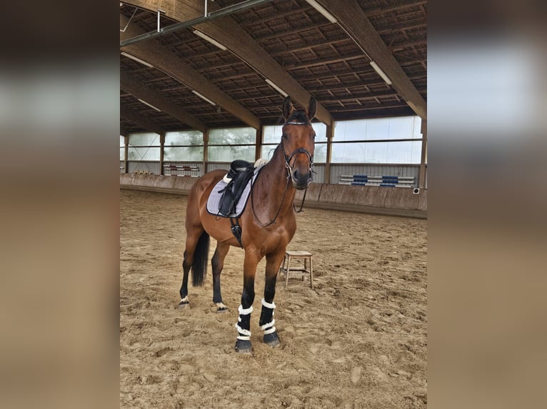 Oldenburger Springpferd Wallach 5 Jahre 174 cm Brauner in Schwabach