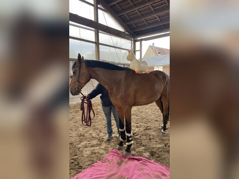 Oldenburger Springpferd Wallach 5 Jahre 174 cm Brauner in Schwabach