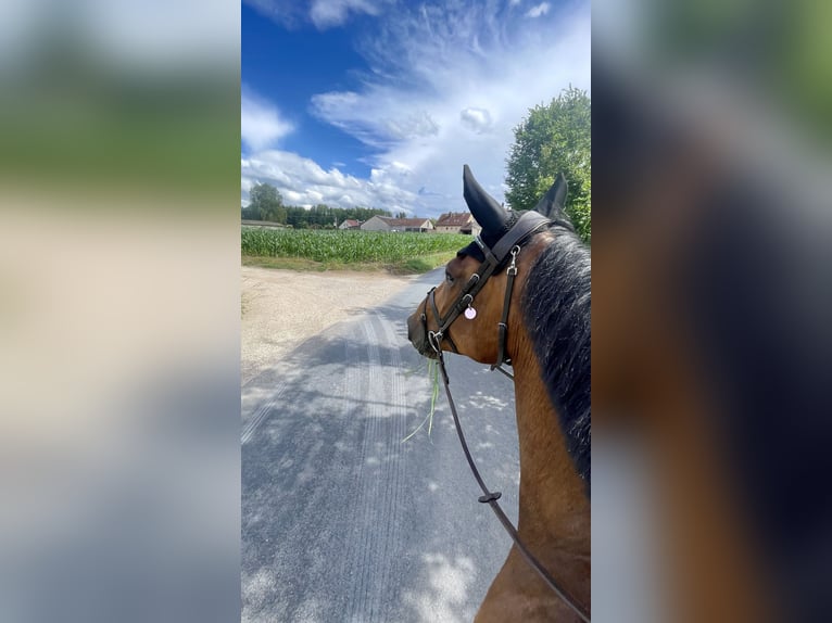 Oldenburger Springpferd Wallach 5 Jahre 174 cm Brauner in Schwabach