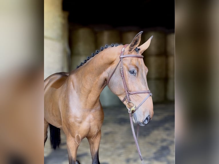 Oldenburger Springpferd Wallach 5 Jahre 174 cm Brauner in Schwabach