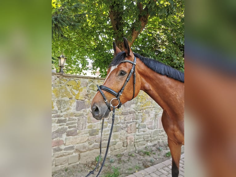 Oldenburger Springpferd Wallach 5 Jahre 175 cm Brauner in Dreieich
