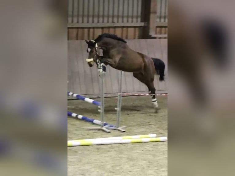 Oldenburger Springpferd Wallach 5 Jahre 175 cm Brauner in Dreieich