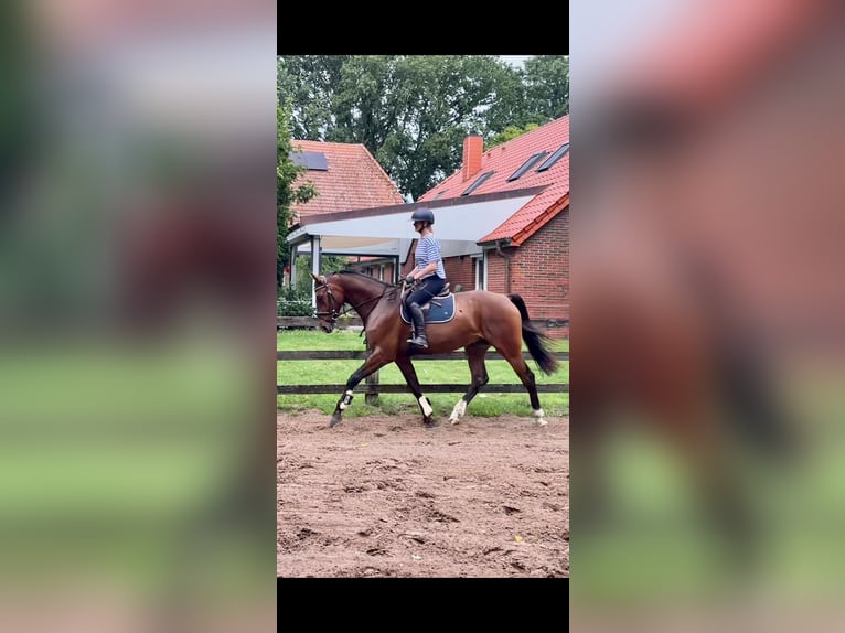 Oldenburger Springpferd Wallach 5 Jahre 175 cm Brauner in Oldenburg