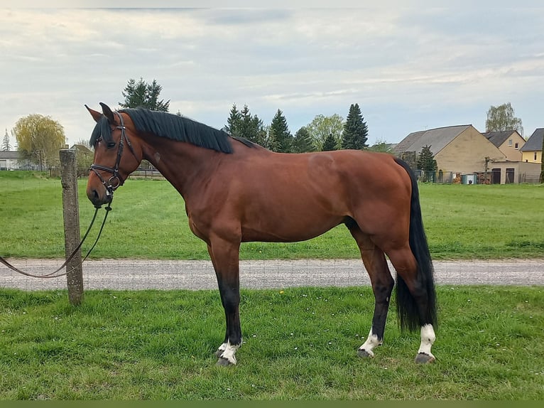 Oldenburger Springpferd Wallach 5 Jahre 175 cm Brauner in Parchim