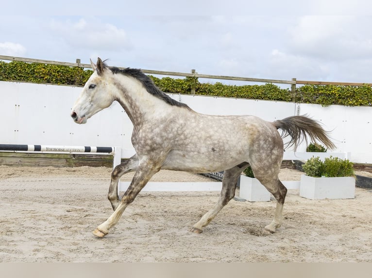 Oldenburger Springpferd Wallach 5 Jahre 175 cm Schimmel in Waddinxveen