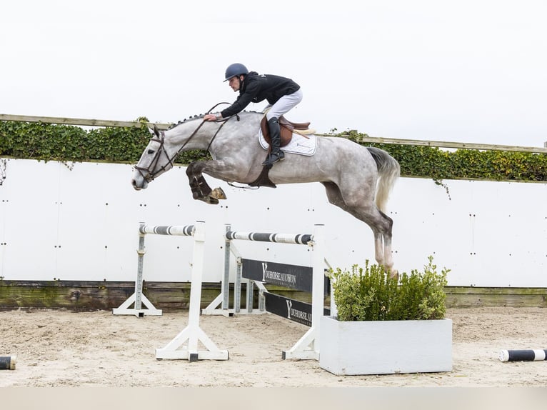 Oldenburger Springpferd Wallach 5 Jahre 176 cm Schimmel in Waddinxveen