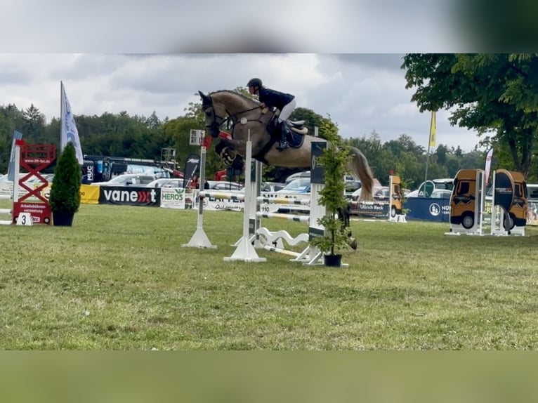 Oldenburger Springpferd Wallach 5 Jahre 178 cm Braunfalbschimmel in Bad Lausick