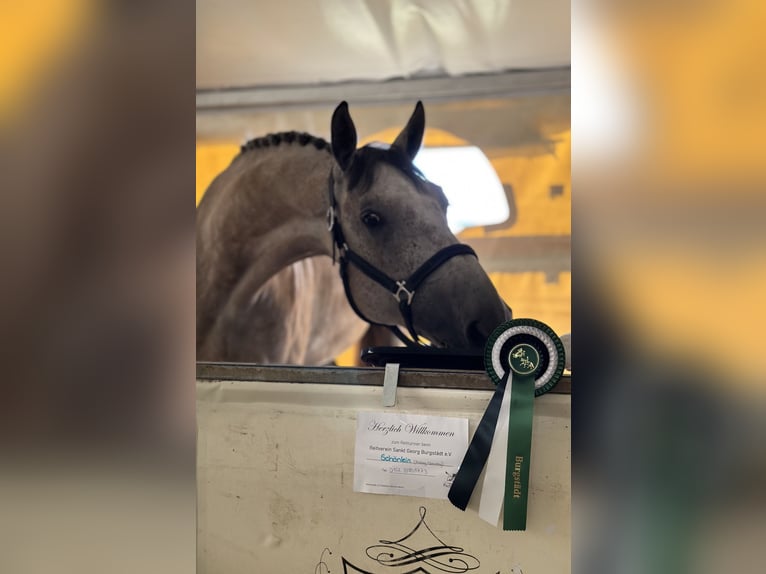 Oldenburger Springpferd Wallach 5 Jahre 178 cm Braunfalbschimmel in Bad Lausick