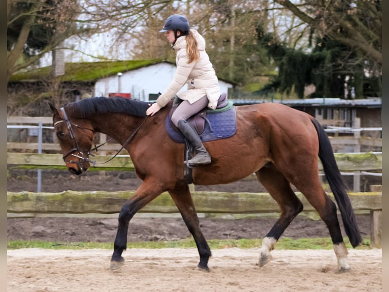 Oldenburger Springpferd Wallach 5 Jahre 179 cm Brauner in Groß Roge