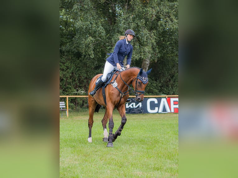 Oldenburger Springpferd Wallach 5 Jahre 179 cm Brauner in Redefin