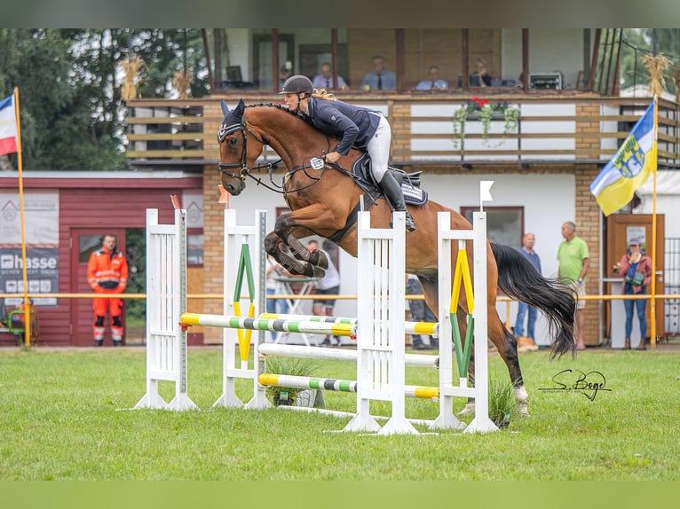 Oldenburger Springpferd Wallach 5 Jahre 179 cm Brauner in Redefin