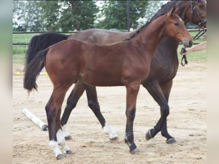 Oldenburger Springpferd Wallach 5 Jahre 179 cm Brauner in Redefin