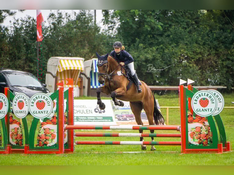 Oldenburger Springpferd Wallach 5 Jahre 179 cm Brauner in Redefin