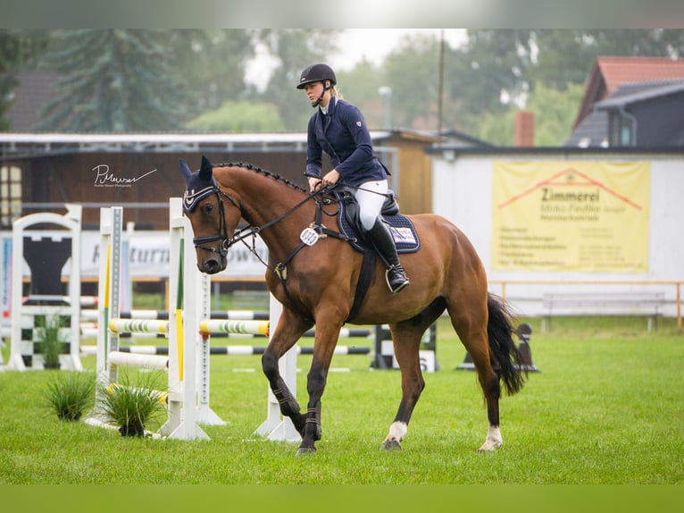 Oldenburger Springpferd Wallach 5 Jahre 179 cm Brauner in Redefin