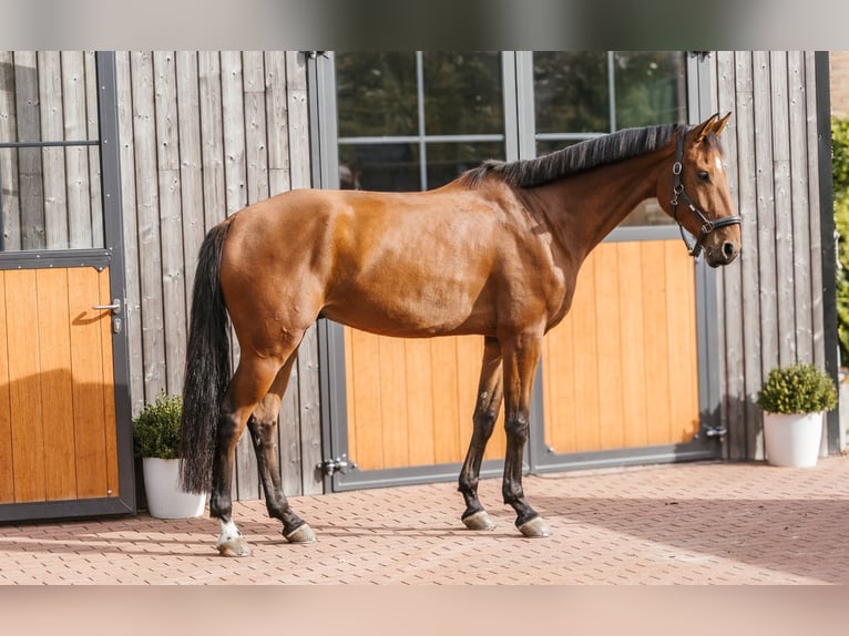 Oldenburger Springpferd Wallach 5 Jahre 181 cm Brauner in Weisel