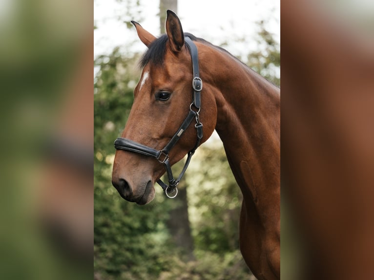 Oldenburger Springpferd Wallach 5 Jahre 181 cm Brauner in Weisel