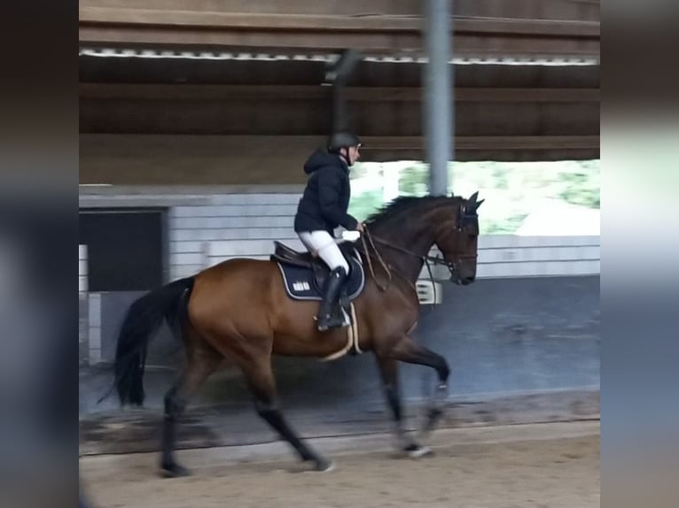 Oldenburger Springpferd Wallach 5 Jahre 184 cm Brauner in Philippsburg