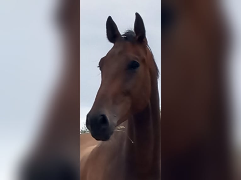 Oldenburger Springpferd Wallach 5 Jahre 184 cm Brauner in Philippsburg