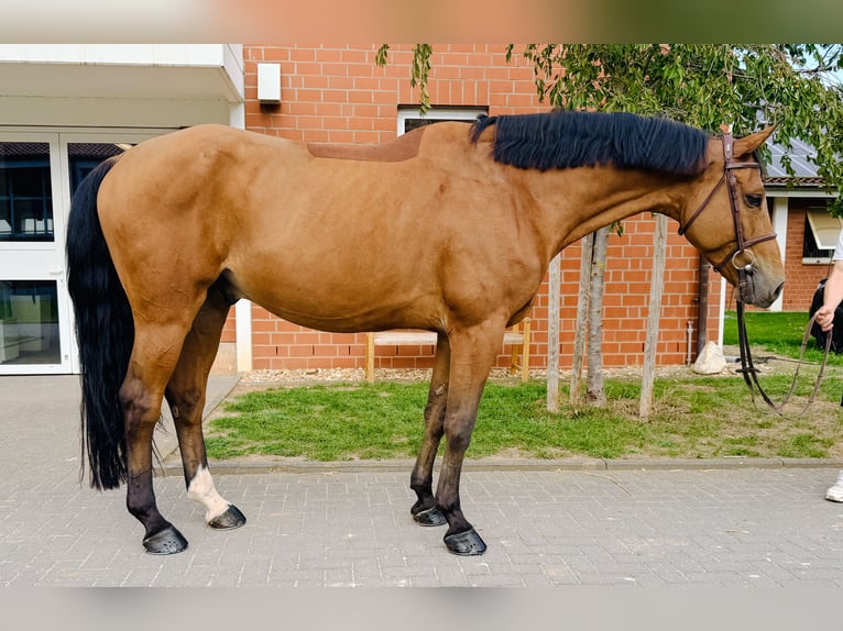 Oldenburger Springpferd Wallach 5 Jahre Brauner in Zülpich