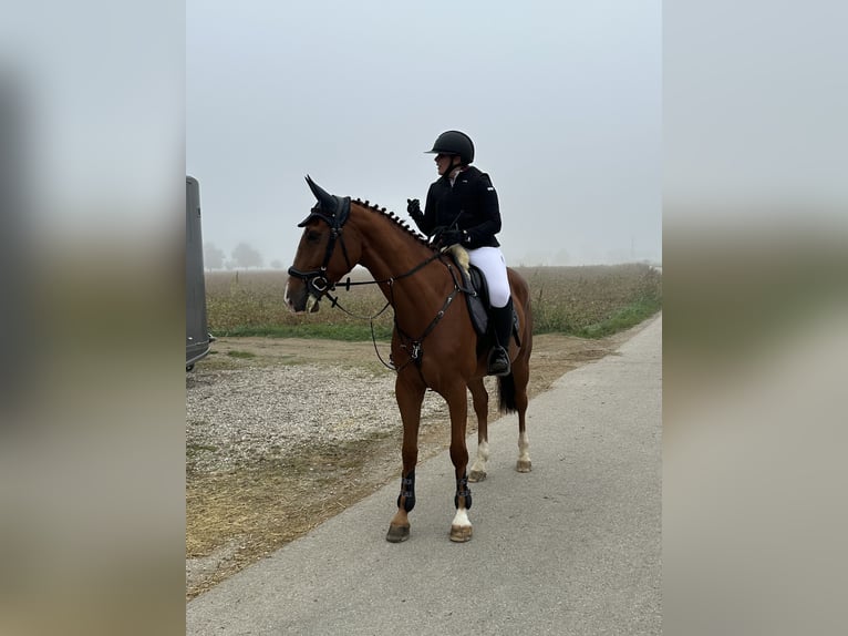 Oldenburger Springpferd Wallach 5 Jahre Fuchs in Haiterbach