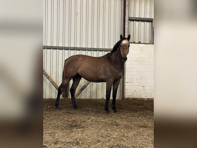 Oldenburger Springpferd Wallach 6 Jahre 160 cm Braunfalbschimmel in Cloppenburg
