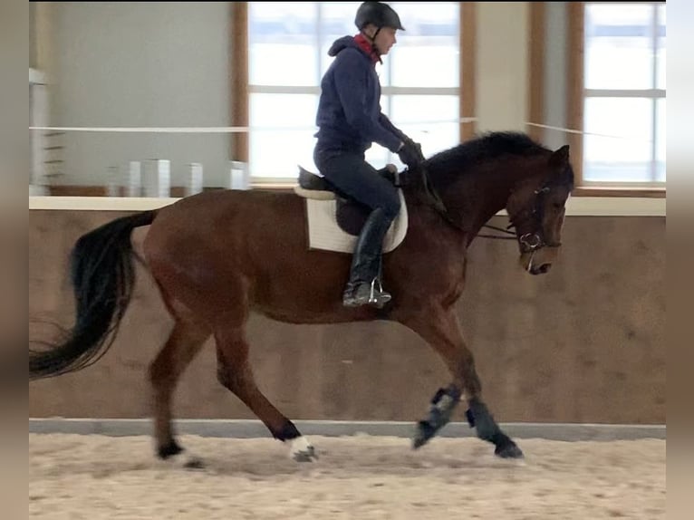 Oldenburger Springpferd Wallach 6 Jahre 164 cm Brauner in Altusried