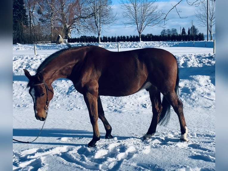 Oldenburger Springpferd Wallach 6 Jahre 164 cm Brauner in Altusried