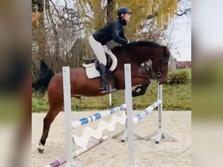 Oldenburger Springpferd Wallach 6 Jahre 164 cm Brauner in Altusried