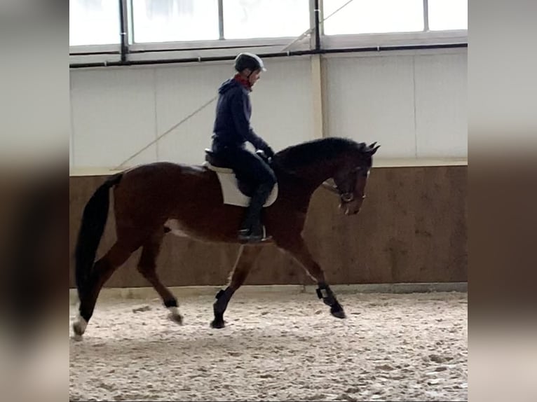 Oldenburger Springpferd Wallach 6 Jahre 164 cm Brauner in Altusried