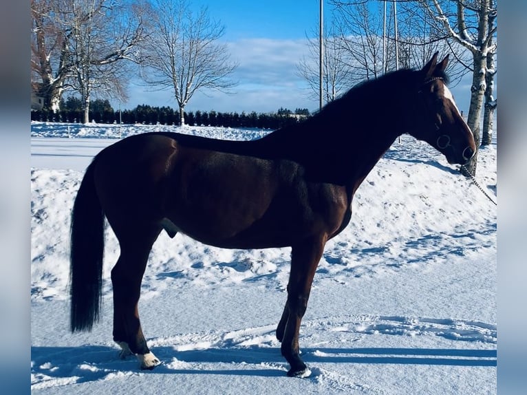 Oldenburger Springpferd Wallach 6 Jahre 164 cm Brauner in Altusried
