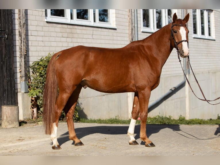 Oldenburger Springpferd Wallach 6 Jahre 164 cm Fuchs in Kürten