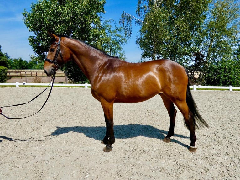 Oldenburger Springpferd Wallach 6 Jahre 165 cm Brauner in Wedemark
