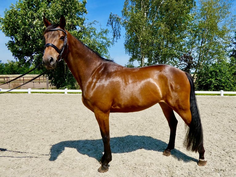 Oldenburger Springpferd Wallach 6 Jahre 165 cm Brauner in Wedemark
