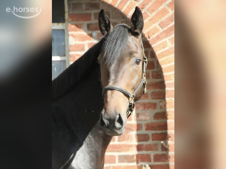 Oldenburger Springpferd Wallach 6 Jahre 165 cm Dunkelbrauner in Schleswig