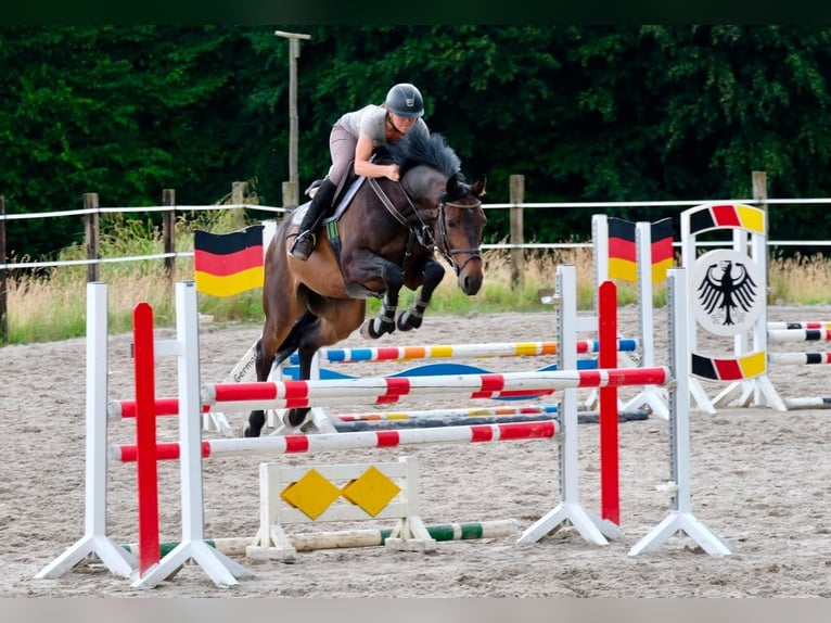 Oldenburger Springpferd Wallach 6 Jahre 165 cm Dunkelbrauner in Herford