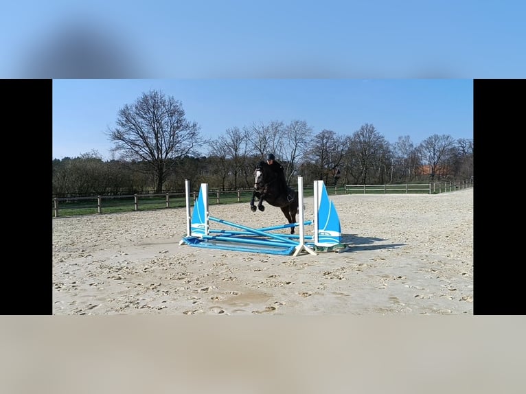 Oldenburger Springpferd Wallach 6 Jahre 165 cm Schimmel in Kükels