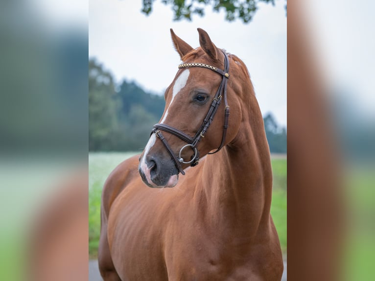 Oldenburger Springpferd Wallach 6 Jahre 166 cm Fuchs in Bramsche