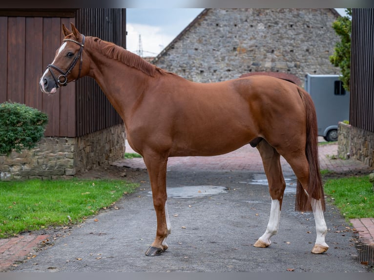 Oldenburger Springpferd Wallach 6 Jahre 166 cm Fuchs in Bramsche