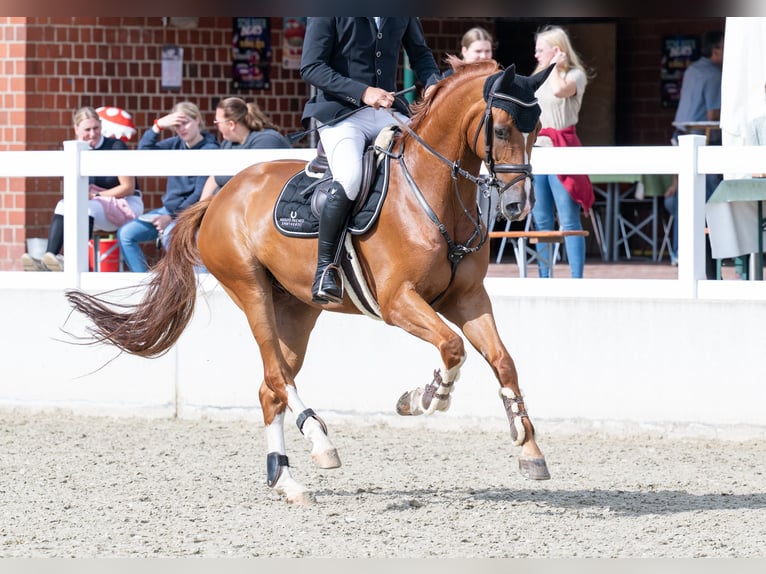 Oldenburger Springpferd Wallach 6 Jahre 166 cm Fuchs in Bramsche