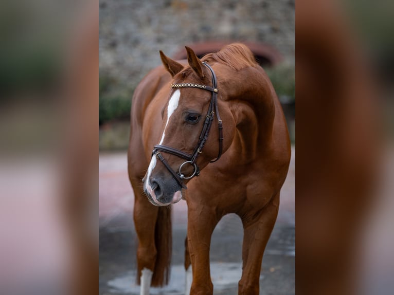 Oldenburger Springpferd Wallach 6 Jahre 166 cm Fuchs in Bramsche