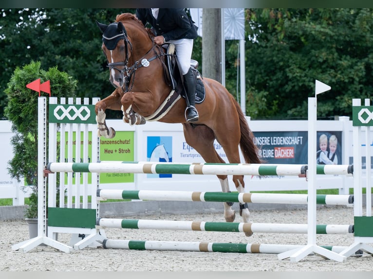 Oldenburger Springpferd Wallach 6 Jahre 166 cm Fuchs in Bramsche