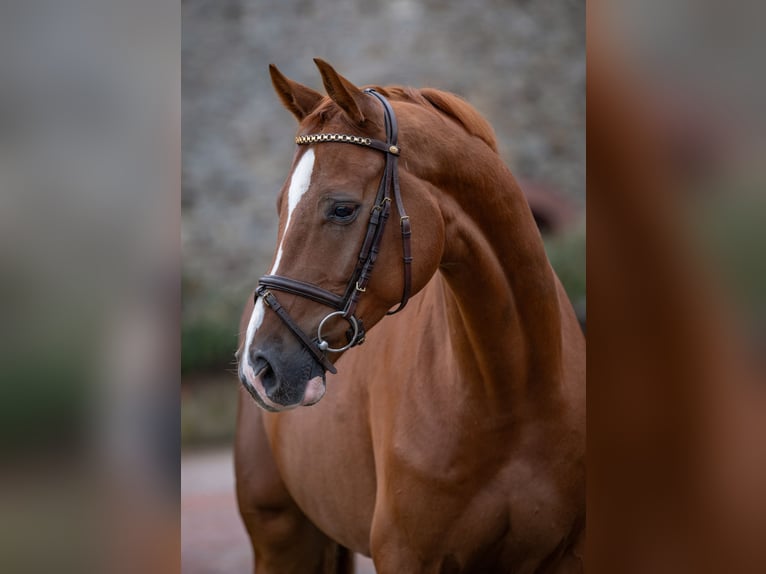 Oldenburger Springpferd Wallach 6 Jahre 166 cm Fuchs in Bramsche