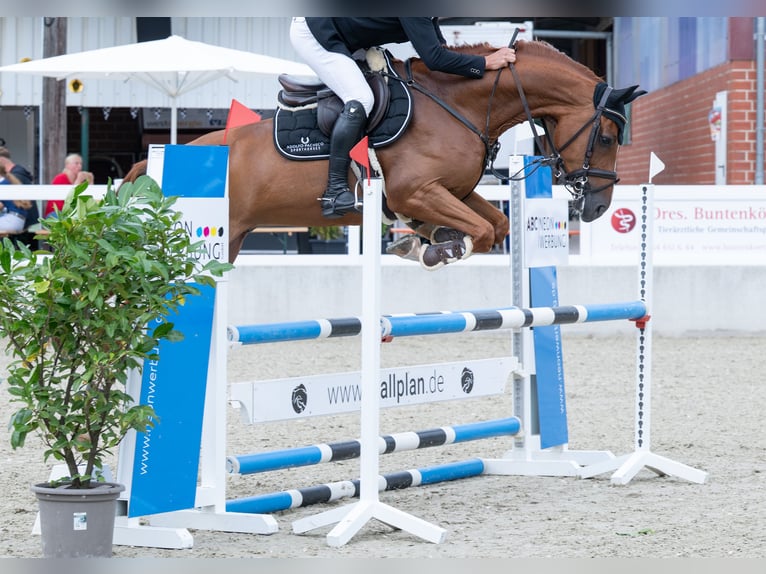 Oldenburger Springpferd Wallach 6 Jahre 166 cm Fuchs in Bramsche