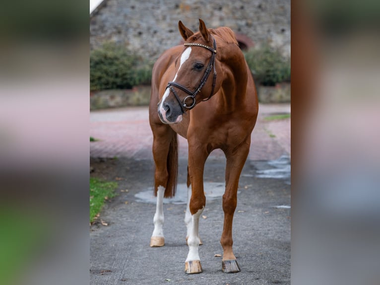 Oldenburger Springpferd Wallach 6 Jahre 166 cm Fuchs in Bramsche