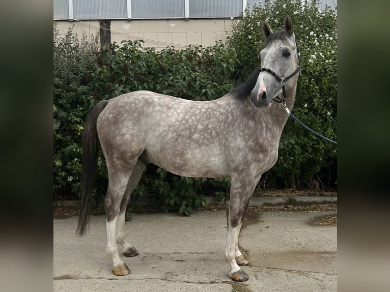 Oldenburger Springpferd Wallach 6 Jahre 167 cm Apfelschimmel in Bischofsheim