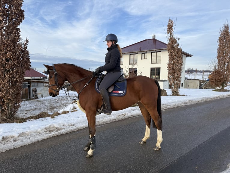 Oldenburger Springpferd Wallach 6 Jahre 167 cm Hellbrauner in Kißlegg