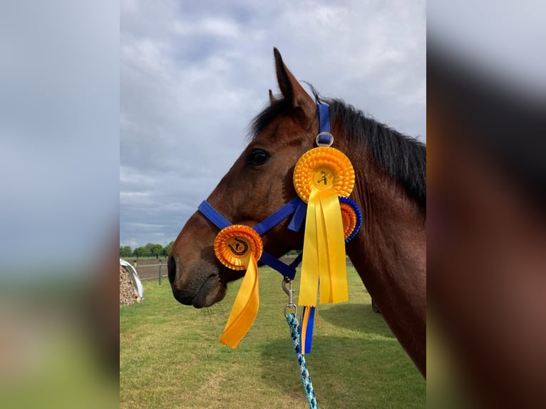 Oldenburger Springpferd Wallach 6 Jahre 168 cm Brauner in Esens