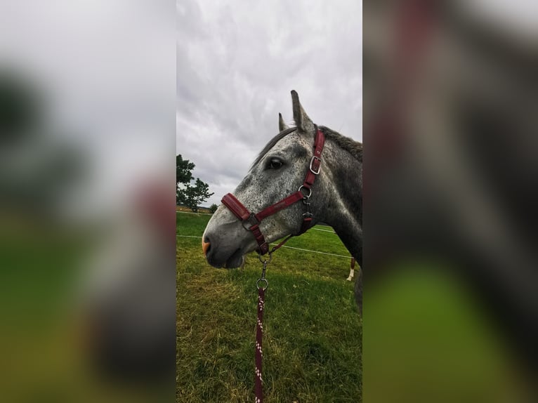 Oldenburger Springpferd Wallach 6 Jahre 168 cm Fliegenschimmel in Steinburg