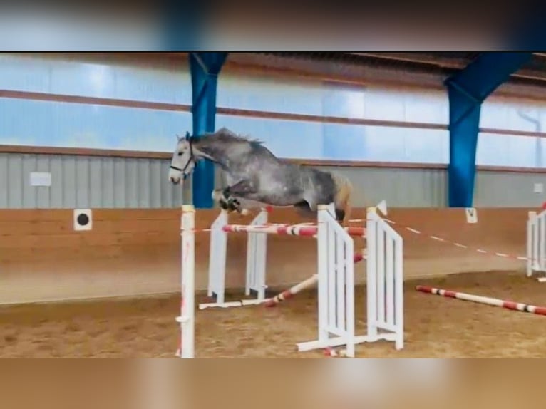 Oldenburger Springpferd Wallach 6 Jahre 168 cm Fliegenschimmel in Steinburg